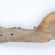 Una mandíbula de oso polar de 115.000 a 130.000 años de antigüedad